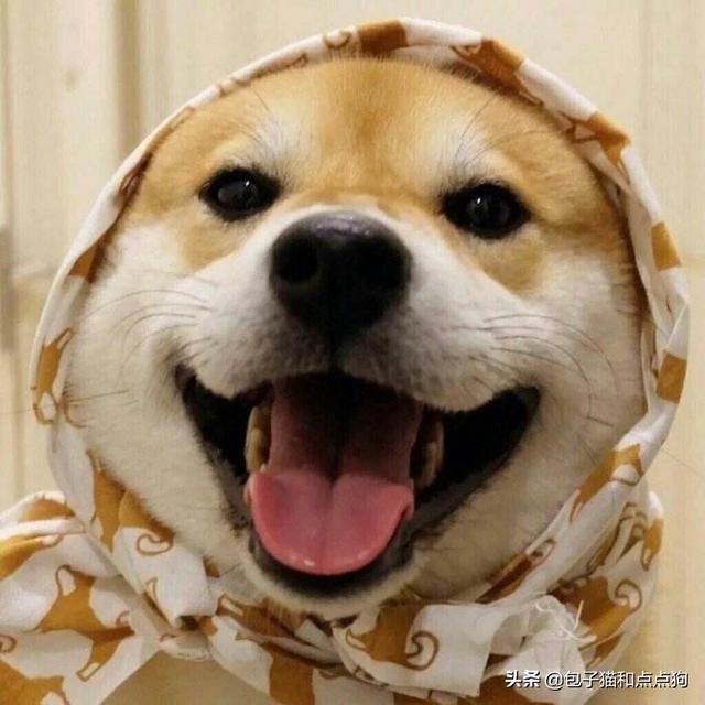 衡阳广西土猎犬网:购买柴犬如何防骗？怎么样识别黑心犬舍？
