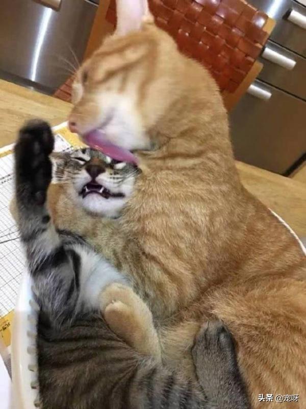 家猫品种哪种好看些:哪个品种的猫在颜值和好养程度上都比较高呢？