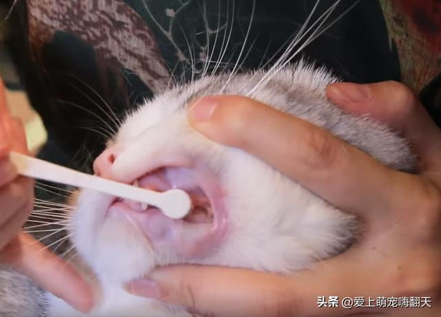 猫零食牛肉味vitakraft:疫情当前，家里的猫咪断粮了，猫咪还怀着身孕，该怎么办？