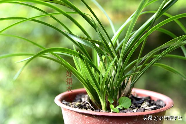 白点病:淡水鱼为什么会得白点病？