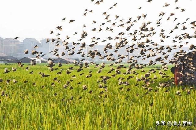 喜鹊吃什么害虫燕子吃什么害虫:麻雀冬天吃什么？一天能吃多少？