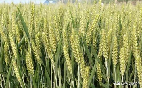 如何评价小麦的好坏，快种小麦了，怎么辨别小麦种子好坏
