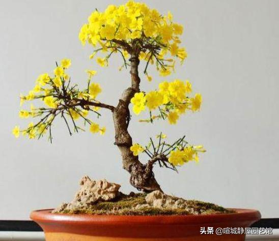 迎春花什么时候开放的:迎春花春天什么时候换盆比较好？