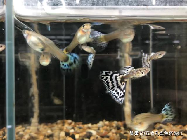 孔雀鱼怎么养出大尾巴:有谁知道如何养殖孔雀尾？ 孔雀鱼生了怎么养