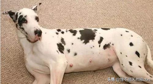 弓背犬太瘦怎么办:德国牧羊犬偏瘦怎么回事？