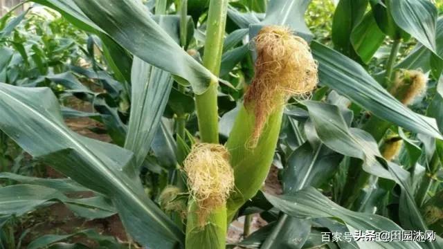玉米到了后期还要浇吗？插图39