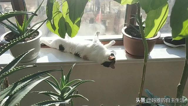 可爱小猫咪图片:为什么猫咪会那么粘着主人？