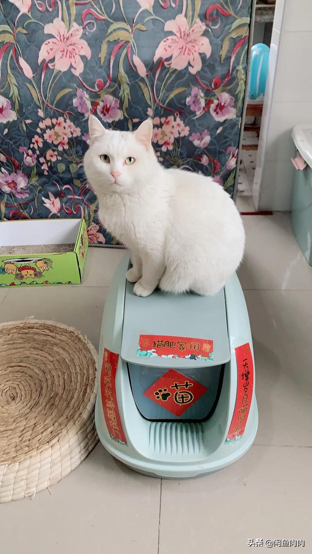 爱洗澡的猫猫 关店:内驱，外驱已完成，每周也洗澡，为什么猫猫还是这么多跳蚤？