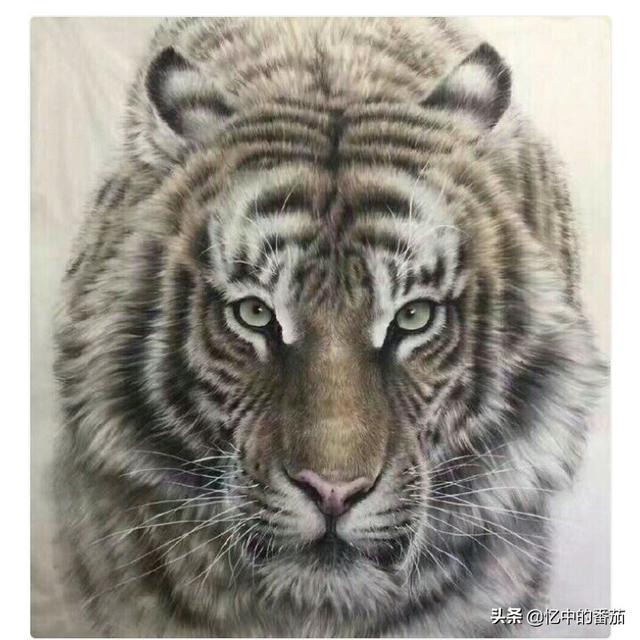 毛老虎:毛老虎的功效与作用 工笔老虎怎样能画出毛质的感觉？