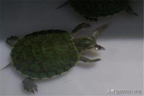 给小乌龟吃什么:怎么养乌龟，乌龟喜欢吃什么？