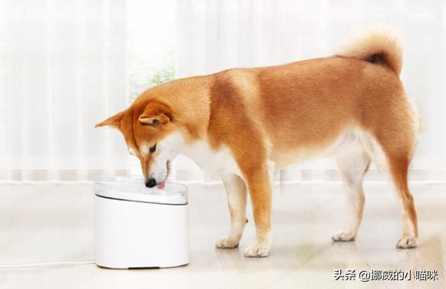 可卡幼犬流眼泪:狗狗为什么总是爱流眼泪？