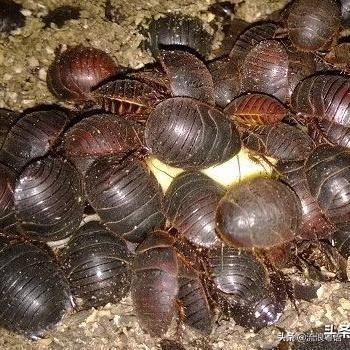 狗獾养殖前景:土元养殖效益到底怎么样？