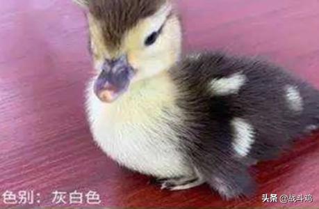 宠物鸟的种类:宠物鸭的主要种类与特点是什么呢？