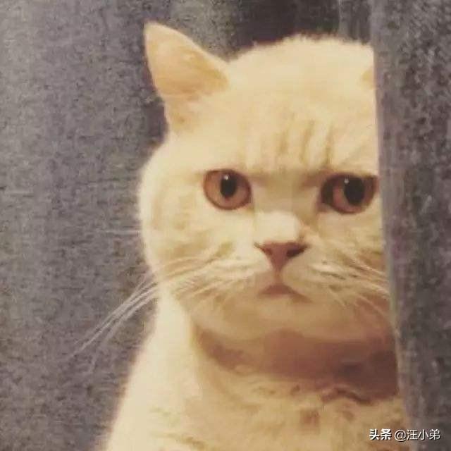 调皮的咖啡猫:2个多月大的英短蓝猫越来越淘气是怎么回事？