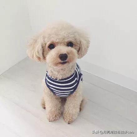 波士顿梗犬和法斗串:为什么都不建议养泰迪犬？