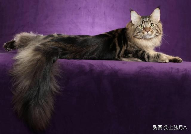 十二生肖里没有猫，而老鼠却排名第一的传说到底是怎样的呢？