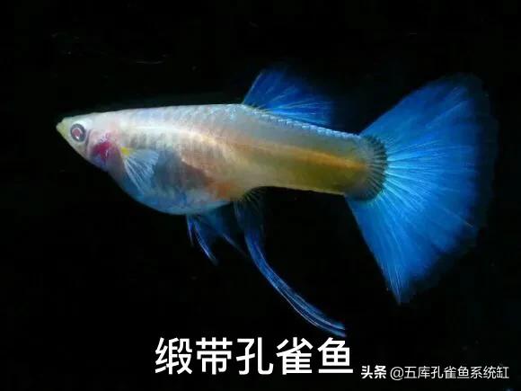 环纹:孔雀鱼普通体、缎带体、缎带大C、蝶翼、燕尾有什么不同？