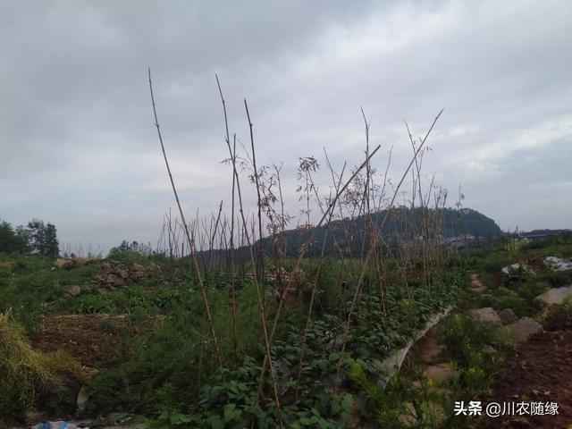 如果有五十万，你会选择县城买房？还是农村盖房？插图5