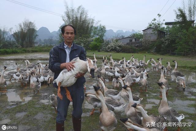 淮北出售藏獒:为什么曾经价格不可一世的藏獒，如今落到没人要的地步？ 藏獒幼犬出售