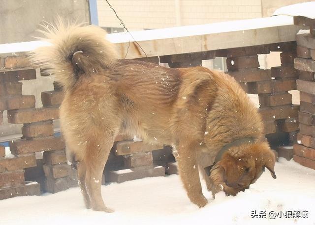 我想问一下海涛柯基馆怎么样啊:偷狗贼最爱对什么样的狗狗下手？