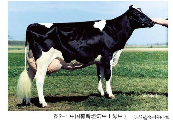 现在养殖奶牛有什么品种？各有什么特点？