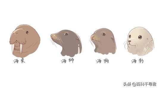 海兔是什么东西海豹海象海狮海狗海兔这几种动物都有什么不同