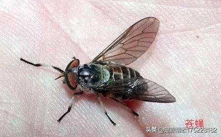 寒冬之咬:狗狗为什么每次看到某个人，就追着咬呢？