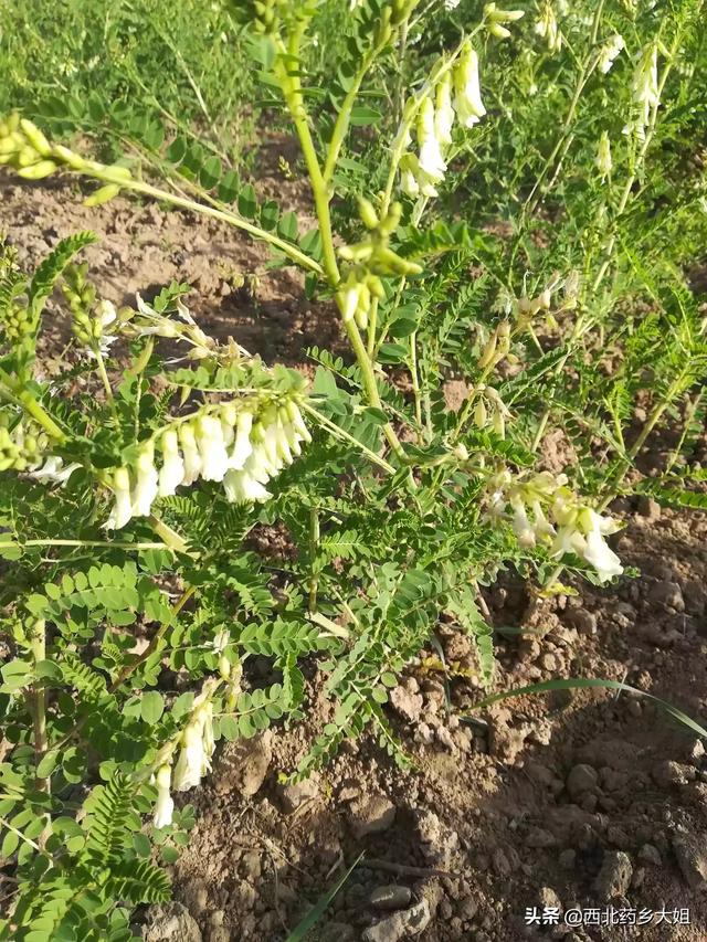 頭條問答 - 農村的野生黃芪什麼樣?和野刺蒺藜是一種植物嗎?怎麼分辨?