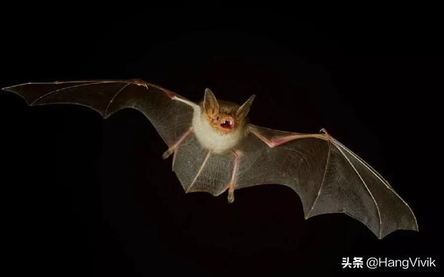 会飞的蝙蝠属于什么类:蝙蝠是不是鸟类，它是属于那种类型的动物？