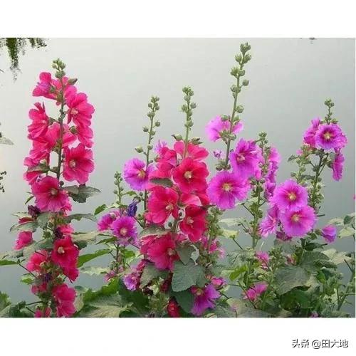 龙吐珠开完花后用剪吗?:龙吐珠开完花需要修剪吗 蜀葵的功效有哪些？怎样种植呢？