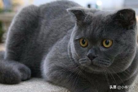 品种猫:中国自己的猫都有些什么品种？
