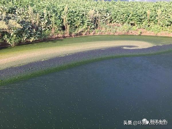 头条问答 - 对虾塘水有异味怎么样处理?(31个回答)