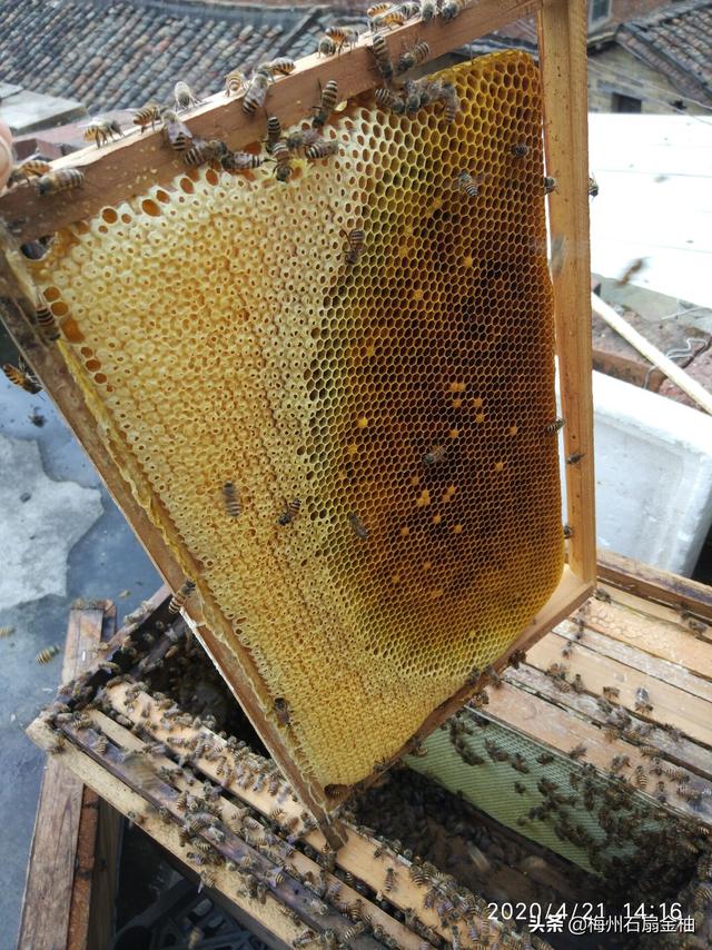 蜜蜂具有什么的能力 ，中蜂强群有哪些表现和优点？