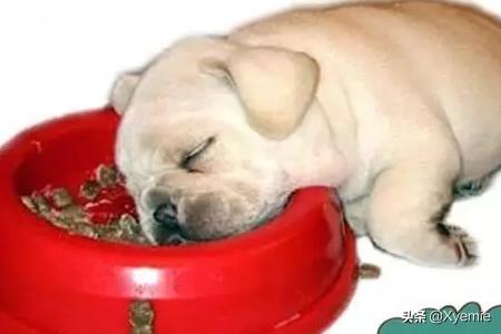 哈士奇犬胃炎症状:哈士奇拉稀特别频繁，怎么回事？