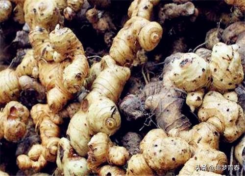 黄精:今年黄精卖7～8元一斤，我想种植黄精，现在会不会太迟？