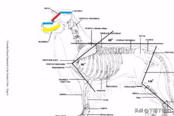 苏牧犬的优点和缺点:你知道边牧的优点和缺点，以及怎么挑选小边吗？