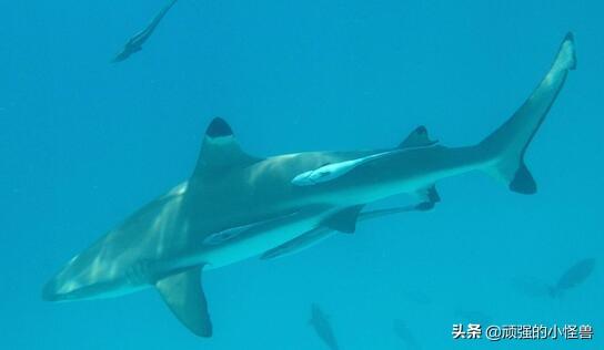 鲨鱼的繁殖方式，鲨鱼是怎样保护自己孩子的？你如何评价？