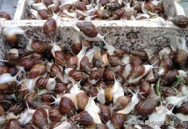 养殖白玉蜗牛真能快速致富吗，白玉蜗牛多少钱一斤养白玉蜗牛能赚钱吗