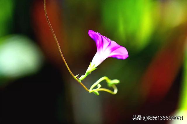 拍摄花卉时,如何对待“红花和绿叶”的色彩搭配？