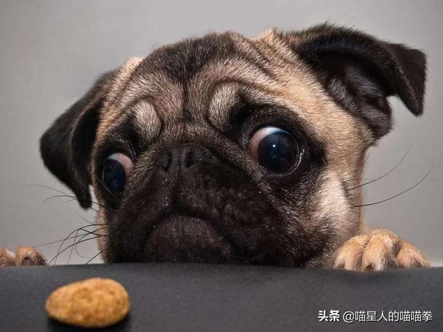 贵族狗粮是商品粮吗:狗狗吃的天然粮和商品粮有什么区别？