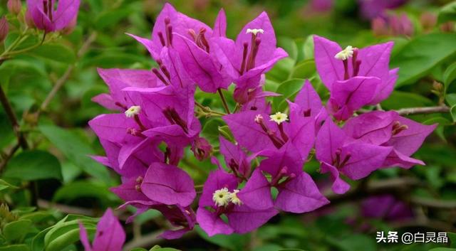 3种花是大忌千万不能养,盆栽勤花三角梅要不要控水？