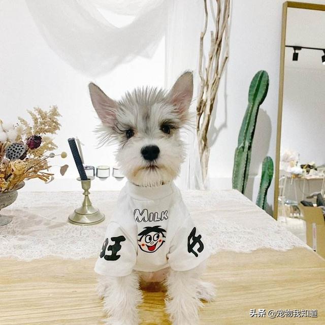 波士顿梗犬的缺点:雪纳瑞怎么样，缺点多不多？