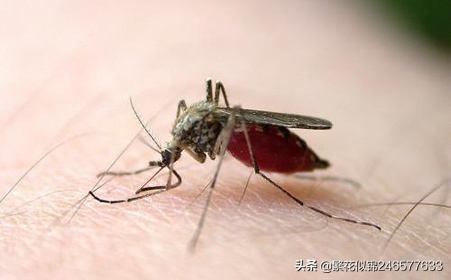 o型血招蚊子吗，为什么感觉O型血更容易招蚊子