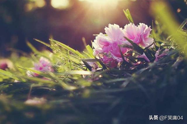 花开花落自有时:风尘女子严蕊的宋词《卜算子·不是爱风尘》怎样赏析