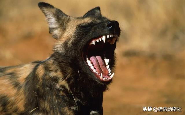 野狗vs鬣狗真实记录:非洲的野狗为什么没有被人们训化成家狗呢？