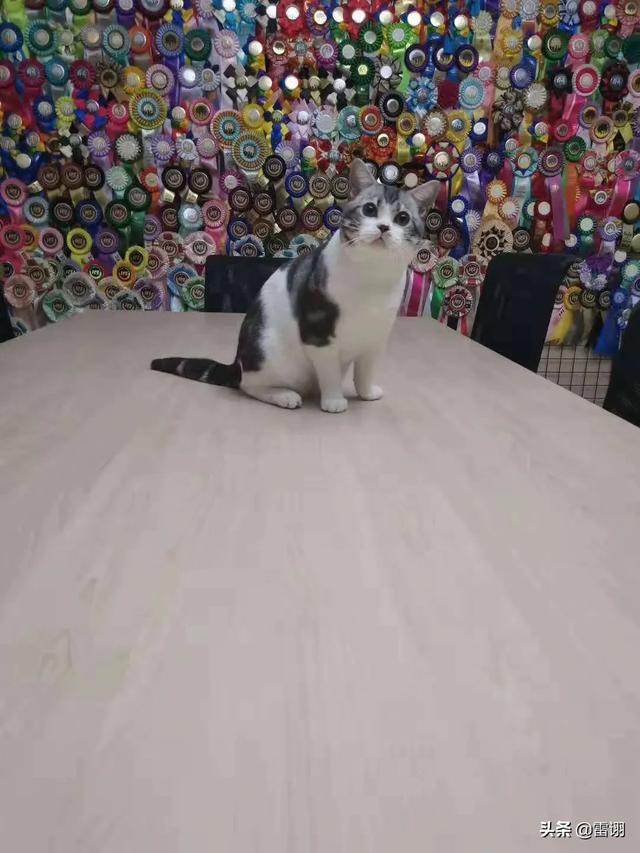 喜马拉雅猫和长毛加菲猫的区别:喜马拉雅猫和美短猫哪个好？