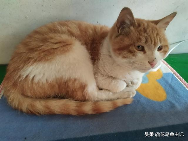 双子座适合养猫还是养狗:为什么人们都喜欢狗不喜欢猫？