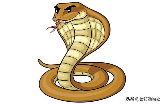 亚马逊森蚺和眼睛王蛇:深圳惊现十多斤蟒蛇！和眼镜王蛇比较，同是3米，谁的杀伤力强？
