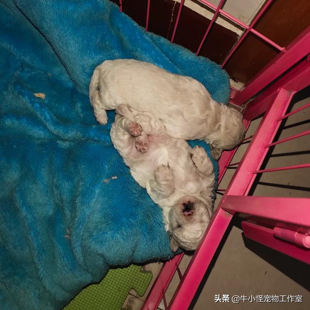 比熊吧:主人和比熊感情再深厚，也不要做哪些事？