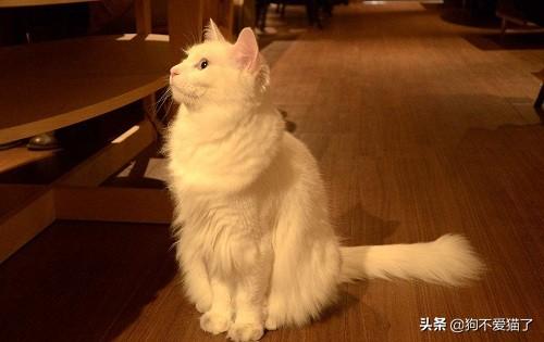 猫发情持续几天:母猫闹猫持续多久才停，母猫闹猫一般闹多长时间？